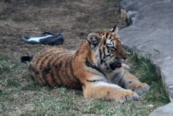 zoo-wuppertal-junge-tiger-tschuna-daseep-09-010