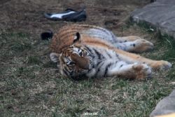 zoo-wuppertal-junge-tiger-tschuna-daseep-09-011