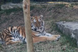 zoo-wuppertal-junge-tiger-tschuna-daseep-09-012