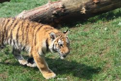 zoo-wuppertal-junge-tiger-tschuna-daseep-10-003