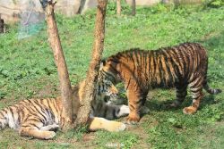 zoo-wuppertal-junge-tiger-tschuna-daseep-10-004