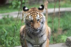 zoo-wuppertal-junge-tiger-tschuna-daseep-10-010