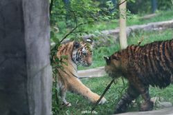 zoo-wuppertal-junge-tiger-tschuna-daseep-10-011