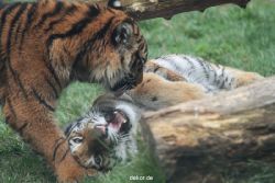 zoo-wuppertal-junge-tiger-tschuna-daseep-11-005
