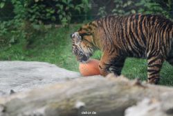 zoo-wuppertal-junge-tiger-tschuna-daseep-11-006