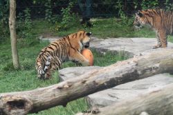 zoo-wuppertal-junge-tiger-tschuna-daseep-11-007