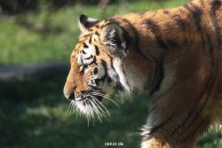 zoo-wuppertal-junge-tiger-tschuna-daseep-12-009