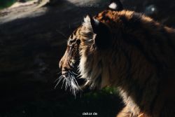 zoo-wuppertal-junge-tiger-tschuna-daseep-12-011