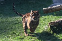 zoo-wuppertal-junge-tiger-tschuna-daseep-12-013