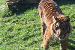 zoo-wuppertal-junge-tiger-tschuna-daseep-12-014