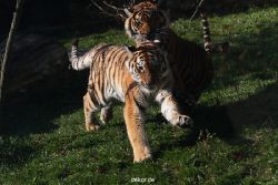 zoo-wuppertal-junge-tiger-tschuna-daseep-12-016