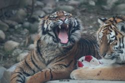 zoo-wuppertal-junge-tiger-tschuna-daseep-14-007