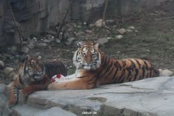 zoo-wuppertal-junge-tiger-tschuna-daseep-14-009