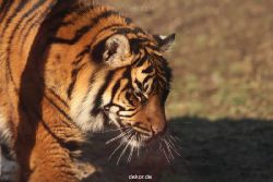 zoo-wuppertal-junge-tiger-tschuna-daseep-14-013