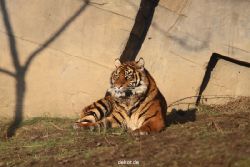 zoo-wuppertal-junge-tiger-tschuna-daseep-14-017