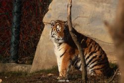 zoo-wuppertal-junge-tiger-tschuna-daseep-14-021