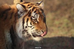 zoo-wuppertal-junge-tiger-tschuna-daseep-14-022