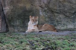 zoo-wuppertal-loewen-01-004