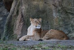 zoo-wuppertal-loewen-01-005