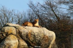zoo-wuppertal-loewen-01-006