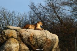 zoo-wuppertal-loewen-01-007