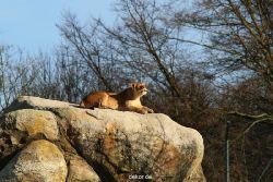 zoo-wuppertal-loewen-01-009