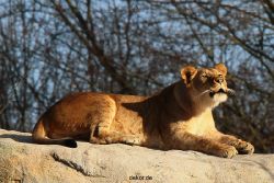 zoo-wuppertal-loewen-01-010
