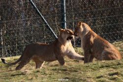 zoo-wuppertal-loewen-01-015