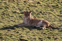 zoo-wuppertal-loewen-01-020