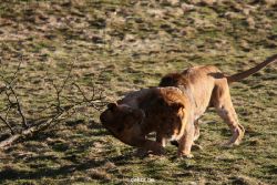 zoo-wuppertal-loewen-01-021