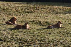 zoo-wuppertal-loewen-01-024