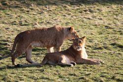 zoo-wuppertal-loewen-01-028
