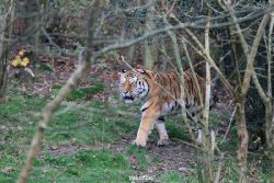 zoo-wuppertal-tiger-02-001