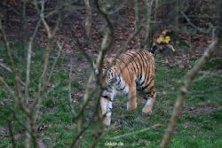 zoo-wuppertal-tiger-02-003