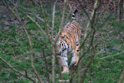 zoo-wuppertal-tiger-02-004
