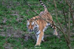 zoo-wuppertal-tiger-02-005