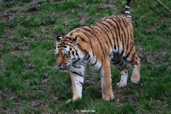 zoo-wuppertal-tiger-02-006