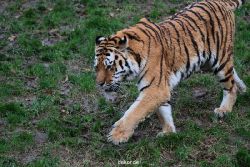 zoo-wuppertal-tiger-02-007
