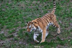 zoo-wuppertal-tiger-02-008