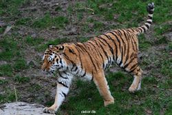 zoo-wuppertal-tiger-02-009