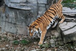 zoo-wuppertal-tiger-02-010