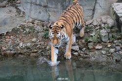 zoo-wuppertal-tiger-02-011