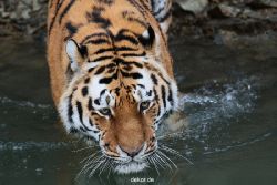 zoo-wuppertal-tiger-02-012