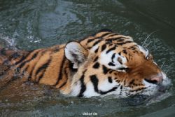 zoo-wuppertal-tiger-02-014