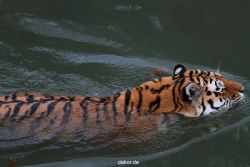 zoo-wuppertal-tiger-02-015