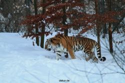 zoo-wuppertal-tiger-03-001