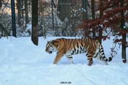 zoo-wuppertal-tiger-03-002