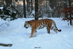 zoo-wuppertal-tiger-03-003