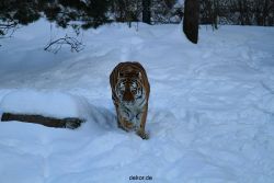 zoo-wuppertal-tiger-03-004