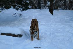 zoo-wuppertal-tiger-03-005
